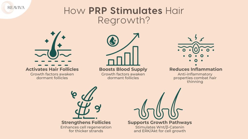 Infographic illustrating how PRP (Platelet-Rich Plasma) therapy stimulates hair regrowth. The image highlights key benefits of PRP treatment: 1) Activates hair follicles—growth factors awaken dormant follicles, 2) Boosts blood supply—improves circulation for follicle nourishment, 3) Reduces inflammation—anti-inflammatory properties combat hair thinning, 4) Strengthens follicles—enhances cell regeneration for thicker hair strands, and 5) Supports growth pathways—stimulates Wnt/β-Catenin and ERK/Akt signaling for hair cell growth. The visual effectively explains PRP’s mechanism in promoting hair restoration.