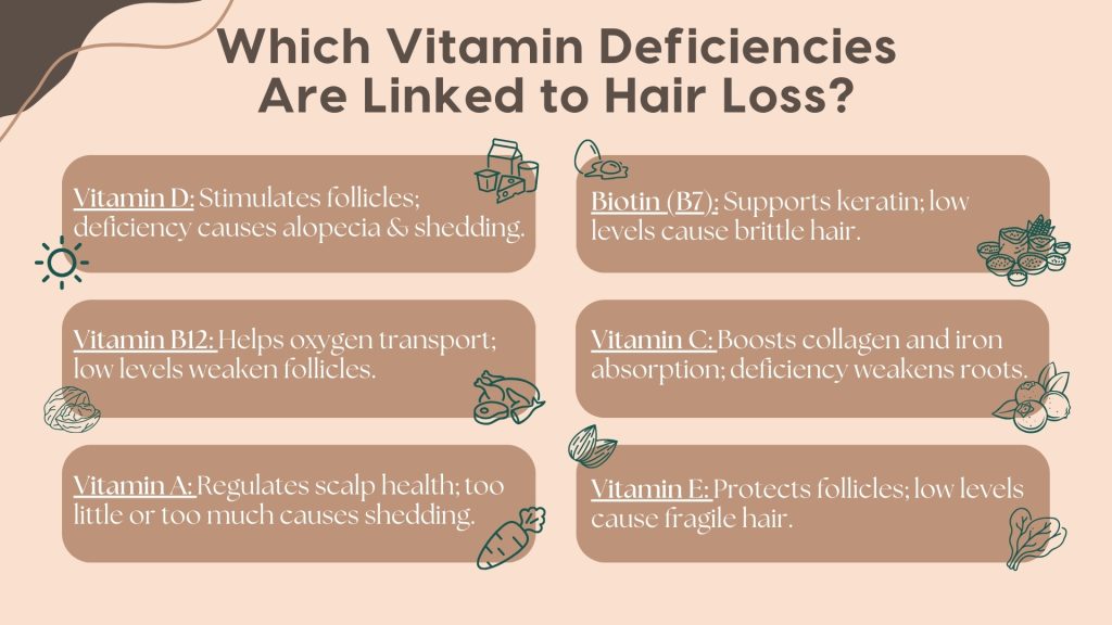 Informative infographic detailing which vitamin deficiencies are linked to hair loss. The image lists essential vitamins and their roles in hair health: Vitamin D (stimulates follicles, prevents alopecia and shedding), Biotin (B7) (supports keratin, prevents brittle hair), Vitamin B12 (aids oxygen transport, strengthens follicles), Vitamin C (boosts collagen and iron absorption, strengthens roots), Vitamin A (regulates scalp health, prevents excessive shedding), and Vitamin E (protects follicles, prevents fragile hair). Small illustrations of food sources and hair-related elements visually support the information. This guide educates users on how vitamin deficiencies contribute to hair loss and emphasizes proper nutrition for hair growth.